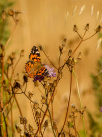 Close-up of butterfly pollinating on flower