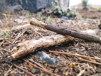 Close-up of wood on field