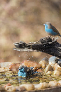 Close-up of duck swimming in lake