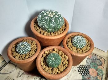 High angle view of potted plant