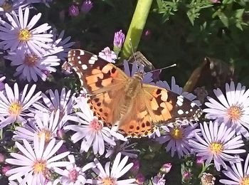 Close-up of butterfly on purple flowers