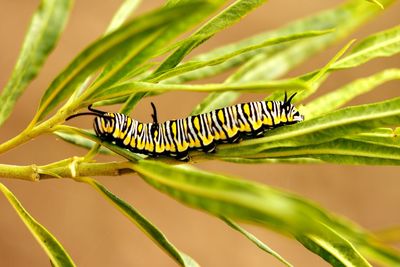 Close-up of insect on leaf