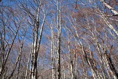 Low angle view of bare trees against sky