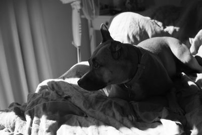 Dog lying on bed at home