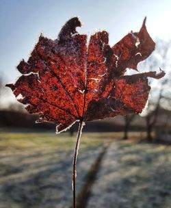 Close-up of dry maple leaf against sky