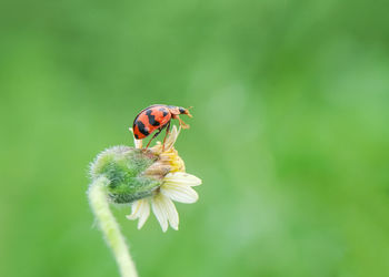 Close-up of bee on flower