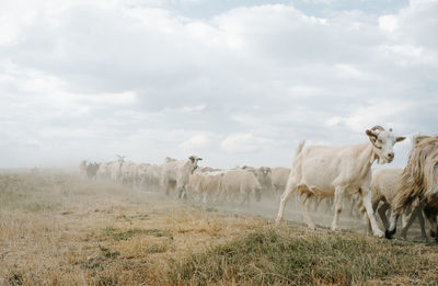 Goats and sheep walking on land against sky