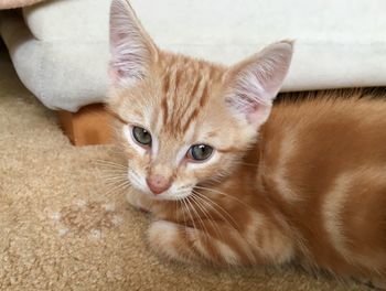 10 week old ginger tabby cat kitten