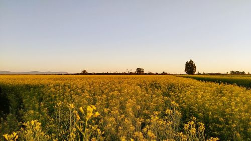 Scenic view of oilseed rape field against clear sky