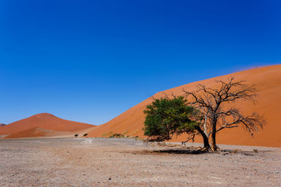 Scenic view of desert against clear blue sky