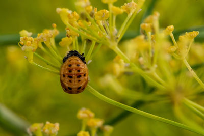 Close-up of insect on flower