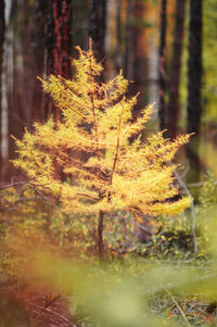 Close-up of autumn tree on field in forest