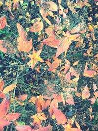 Close-up of maple leaves on tree during autumn