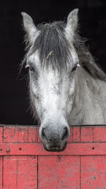 Close-up portrait of horse in stable