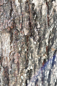 Full frame shot of tree trunk