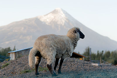 Sheep on mountain against sky