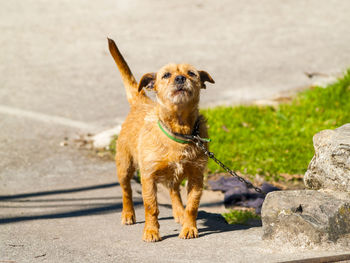 Portrait of dog standing outdoors