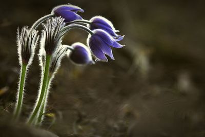 Close-up of flower plant