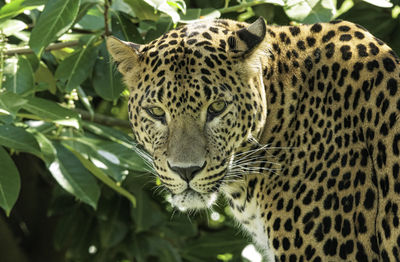 Close-up of tiger