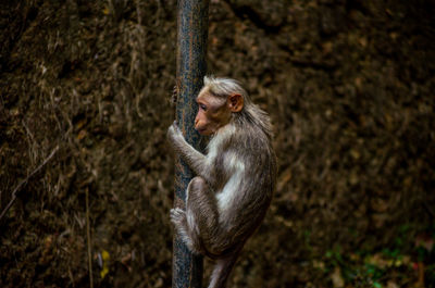 Close-up of monkey climbing pole