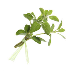 Close-up of berries over white background