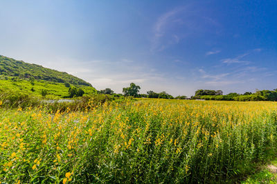 Scenic view of field against sky