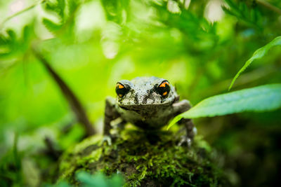 Close-up of lizard on leaf