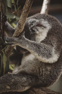 Close-up of cat sleeping on branch