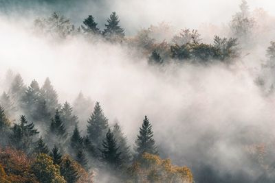 Trees in forest against sky during foggy weather