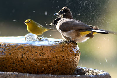 Close-up of birds perching in water