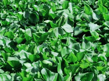 Full frame shot of fresh green plants