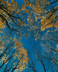 Low angle view of trees against sky during autumn