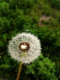 Close-up of dandelion