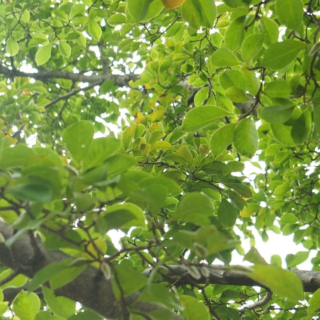 tree, leaf, branch, low angle view, green color, growth, nature, full frame, lush foliage, beauty in nature, fruit, day, backgrounds, green, outdoors, tranquility, no people, sunlight, close-up, freshness