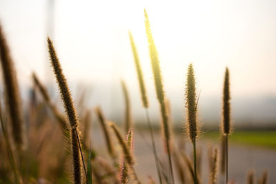 Close-up of stalks in field against clear sky