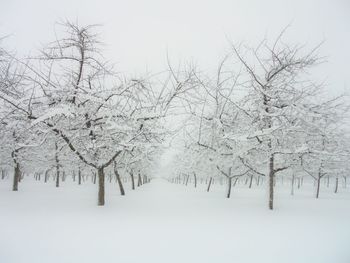 Birds flying over bare trees against sky