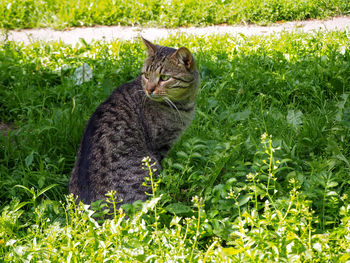 Cat looking away on field