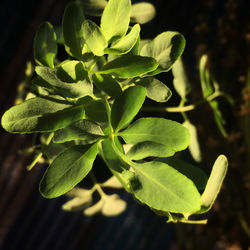 Close-up of fresh green plant