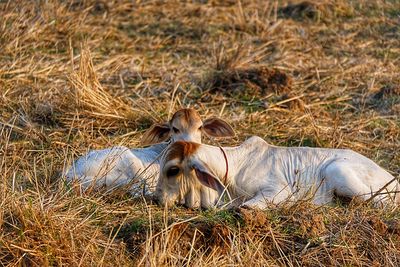 Dog resting on field