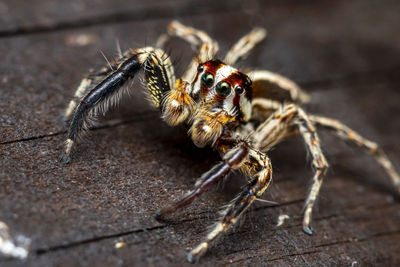 Close-up of spider