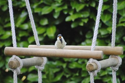 Close-up of bird perching on tree