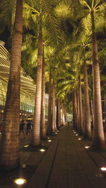 Road passing through trees