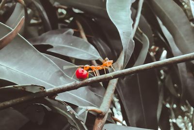 Close-up of red flowering plant