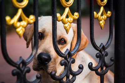 Close-up of dog