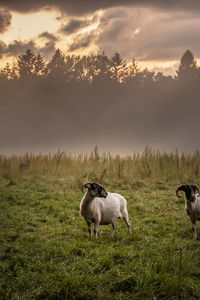 Sheep in a foggy field