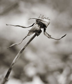 Close-up of twigs