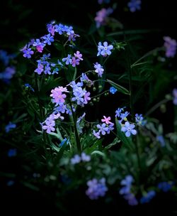 Close-up of purple flowers blooming outdoors