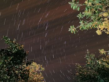 Low angle view of wet tree at night