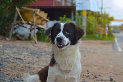 Close-up portrait of a dog on field