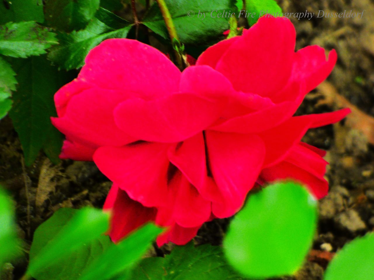 CLOSE-UP OF PINK FLOWER